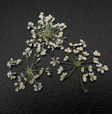 Сухоцветы "Любимые цветочки" ZOO 1673