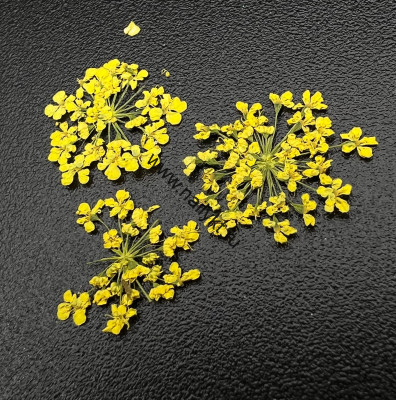 Сухоцветы "Любимые цветочки" ZOO 1674