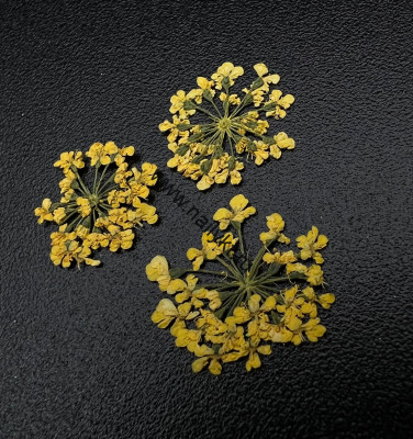Сухоцветы "Любимые цветочки" ZOO 1675